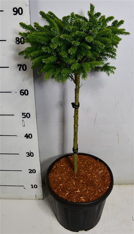 Picea omorika 'Nana', D 32
