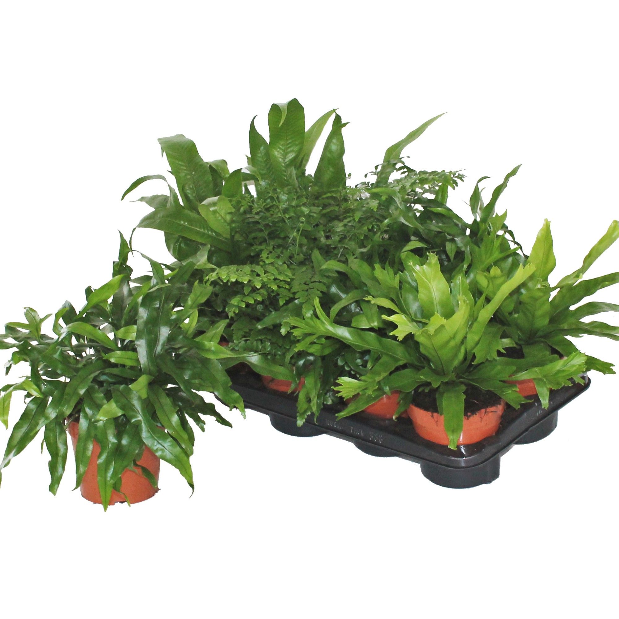 Varens Gemengd Exclusieve soorten, D 14