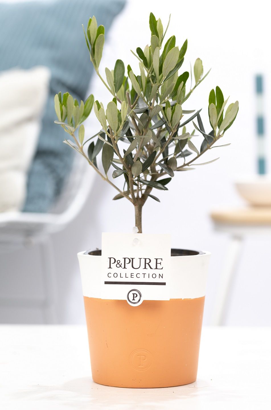 Olea Europaea in P&PURE Terra Cotta 4 white, D 12