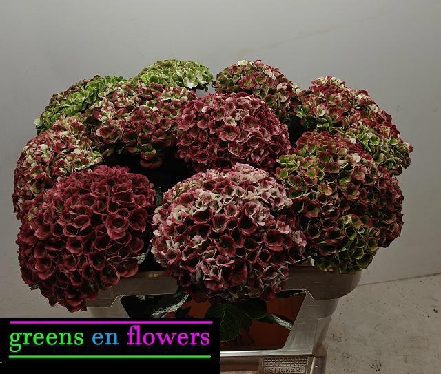 Гортензия Мэджикал Революшн Классик 70, шт.