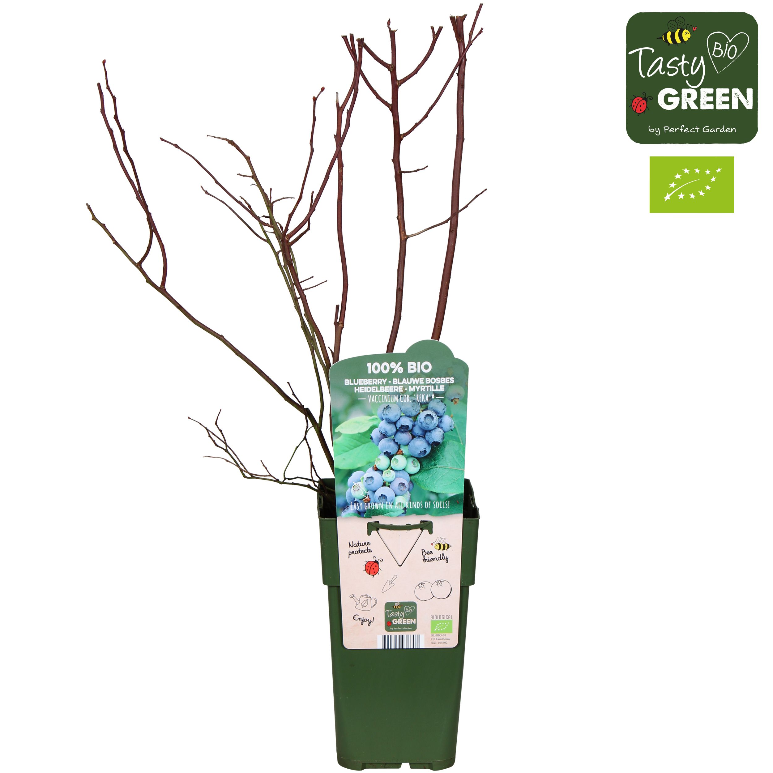 Vaccinium corymbosum 'Reka' Bio P15, D 15