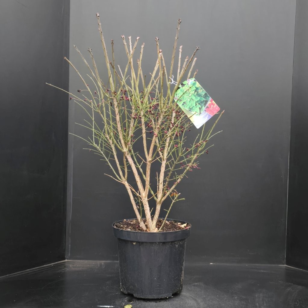 Euonymus alatus Compactus, D 29