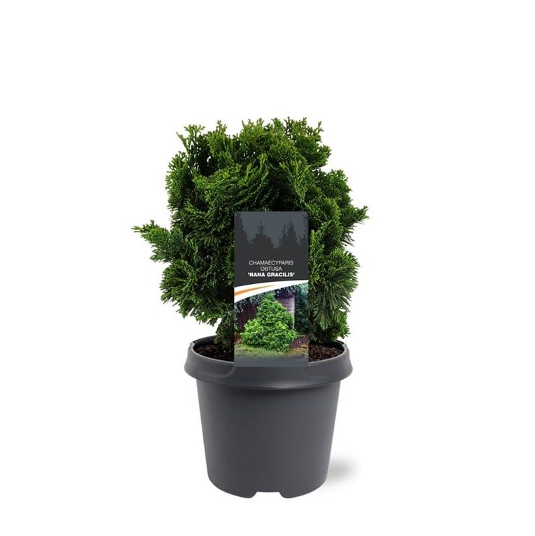 Chamaecyparis obtusa 'Nana Gracilis', D 23