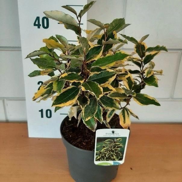 Elaeagnus ebb. 'Gilt Edge', D 19