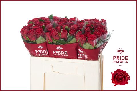 Роза од. Рэд Такази+ 50, шт. Роза од. Рэд Такази+ 50, шт.