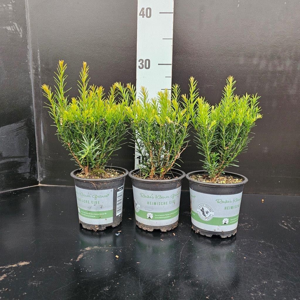 Taxus baccata 'Renke's Kleiner Grüner', D 10 cm