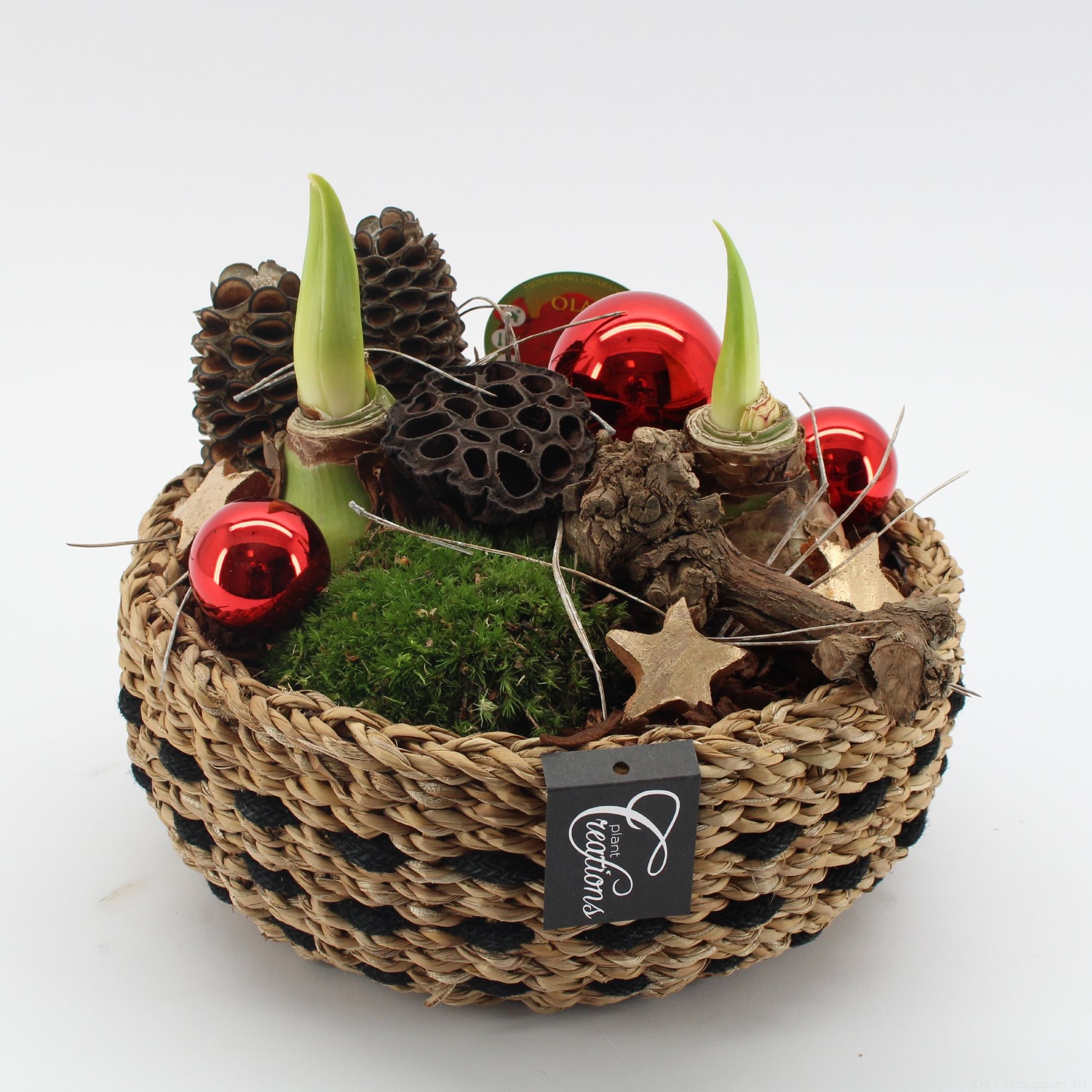 HICR-2522R Kerst Amaryllis, D 26 cm