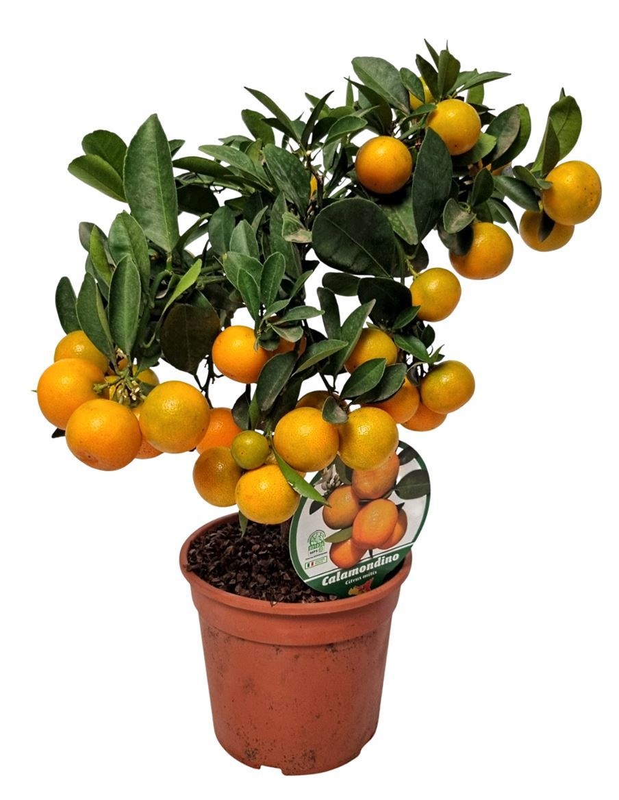 Citrus Calamondin Stem, D 15 cm