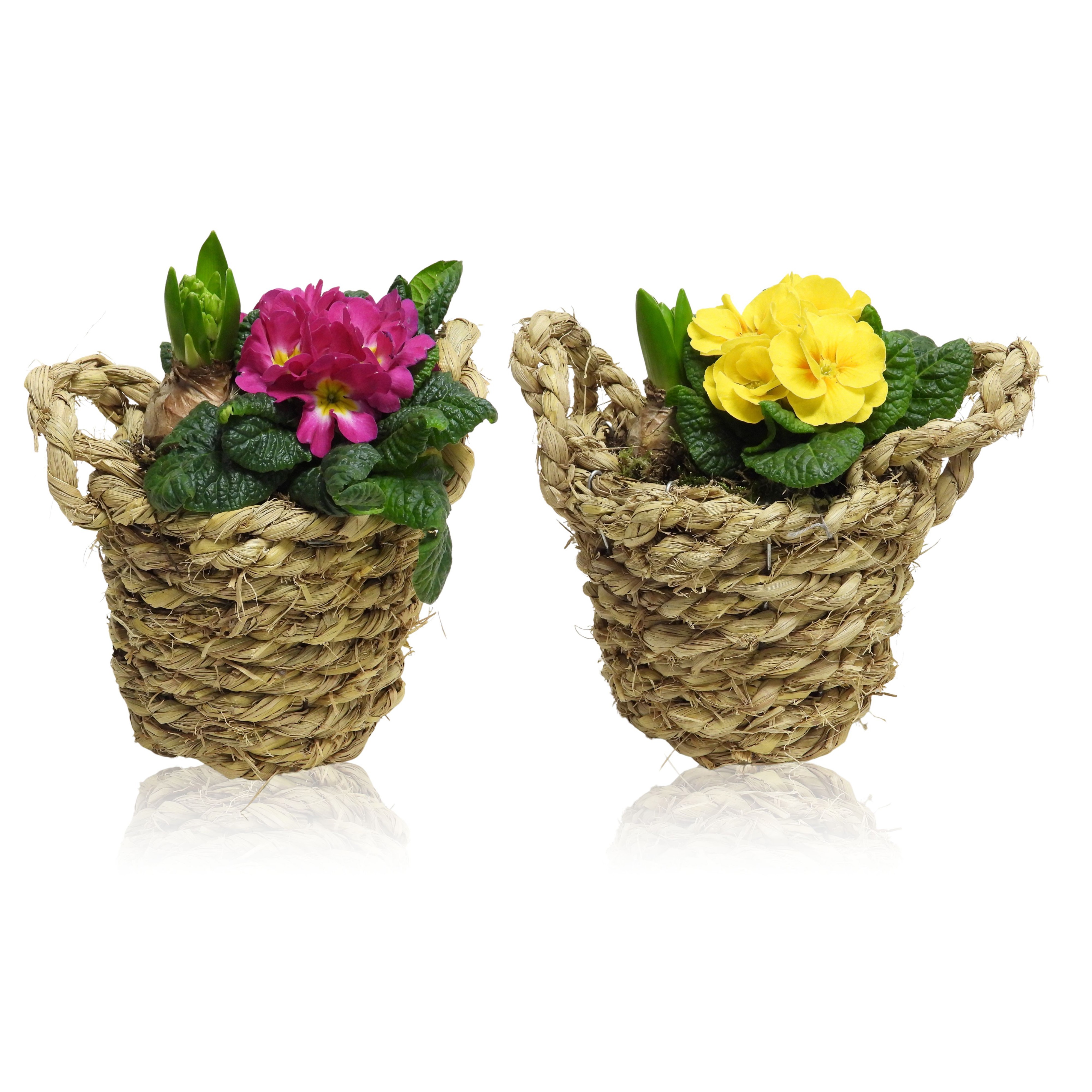 Early Spring Specials Arrangement Hyacint Mand 14 cm, D 14