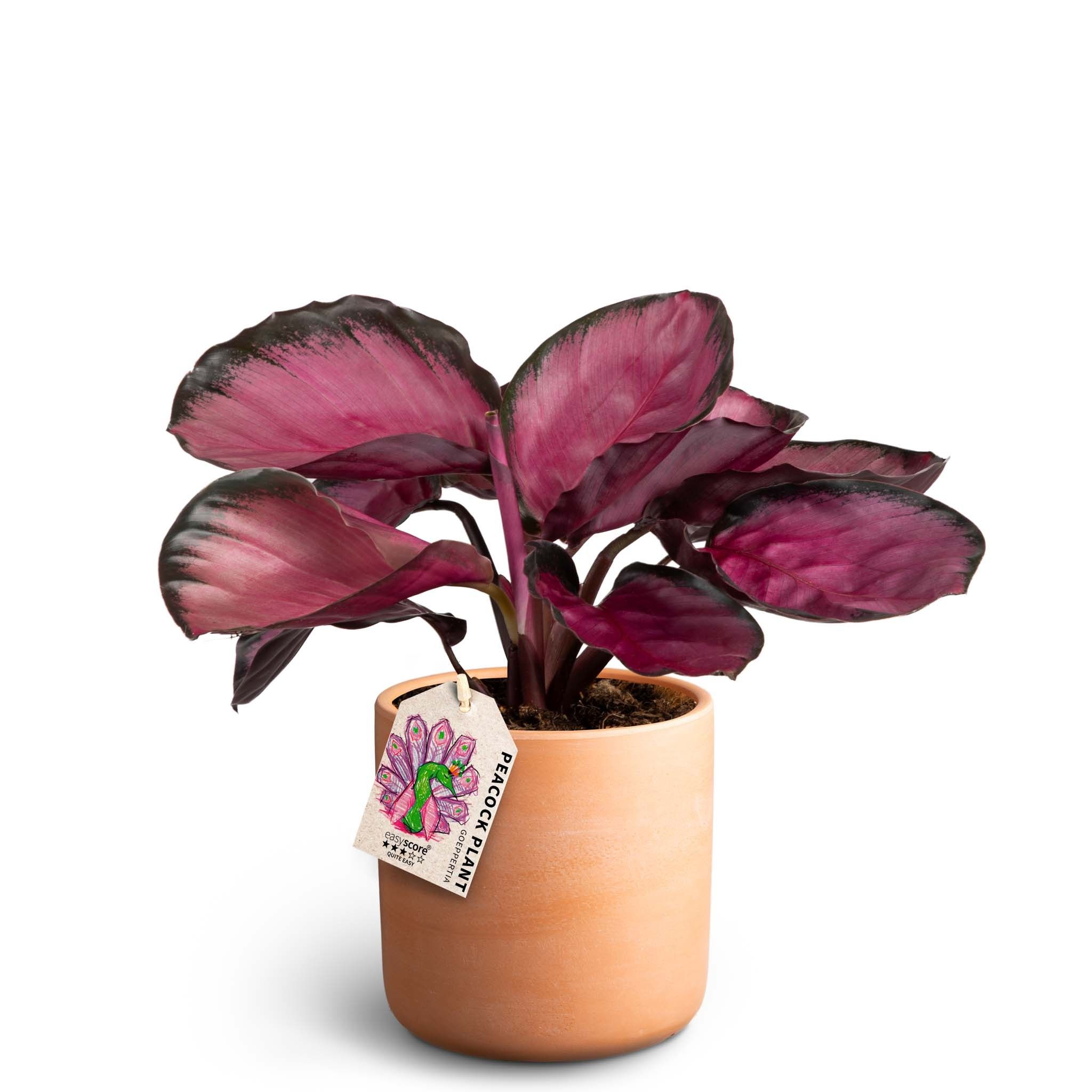 Raw Terracotta, Calathea ´Rosey´, D 12