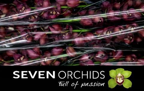 Цимбидиум Рэд Дрим x6 80, шт.