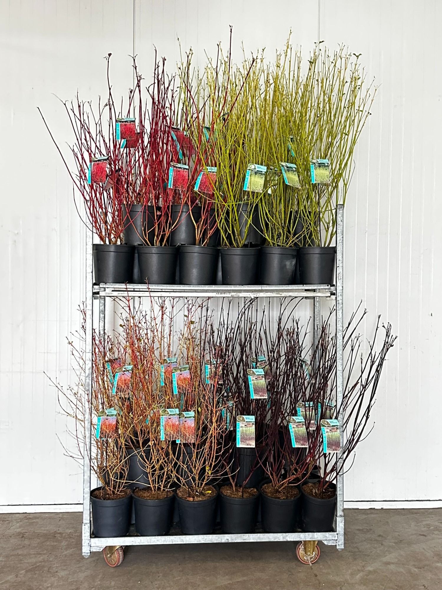 Cornus Mix C6,5, D 24