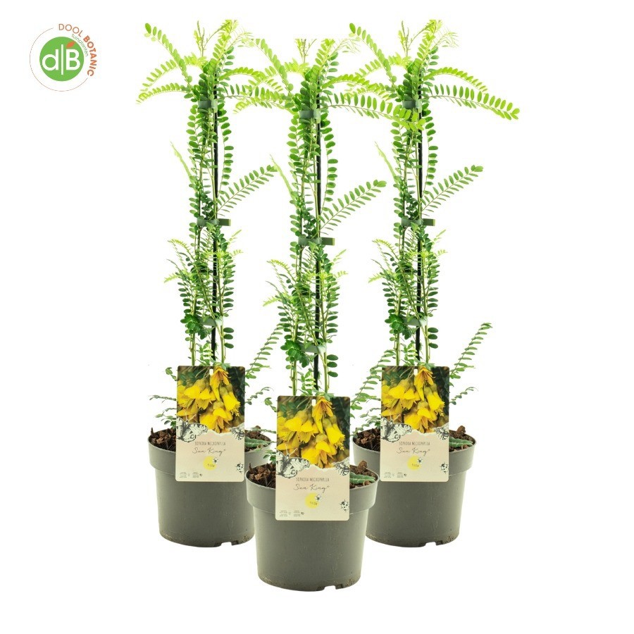 Sophora micr. 'Sun King' pbr, D 19