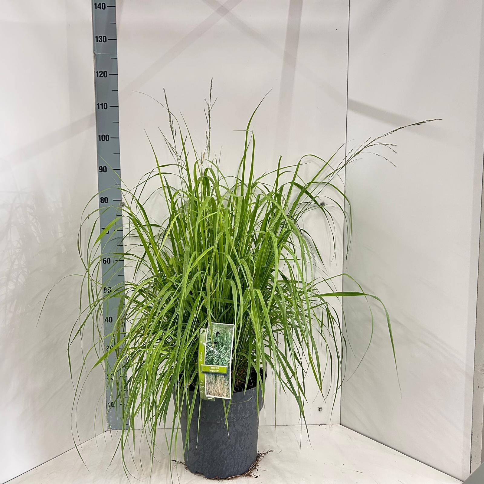 Molinia arundinacea 'Skyracer', D 29 cm