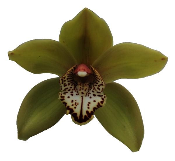 Цимбидиум Попай x6 80, шт.