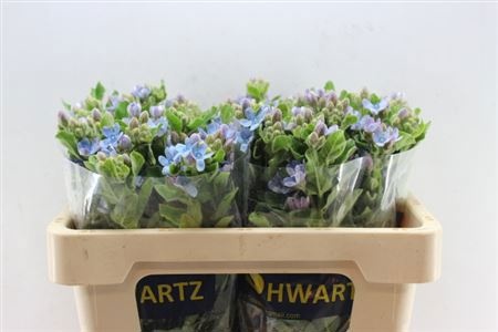 Оксипеталум Таниока Пьюр Блю 60 (голуб.), шт.