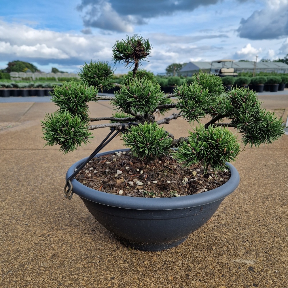Pinus mugo 'Klostergrün', D 42 cm Pinus mugo 'Klostergrün', D 42 cm