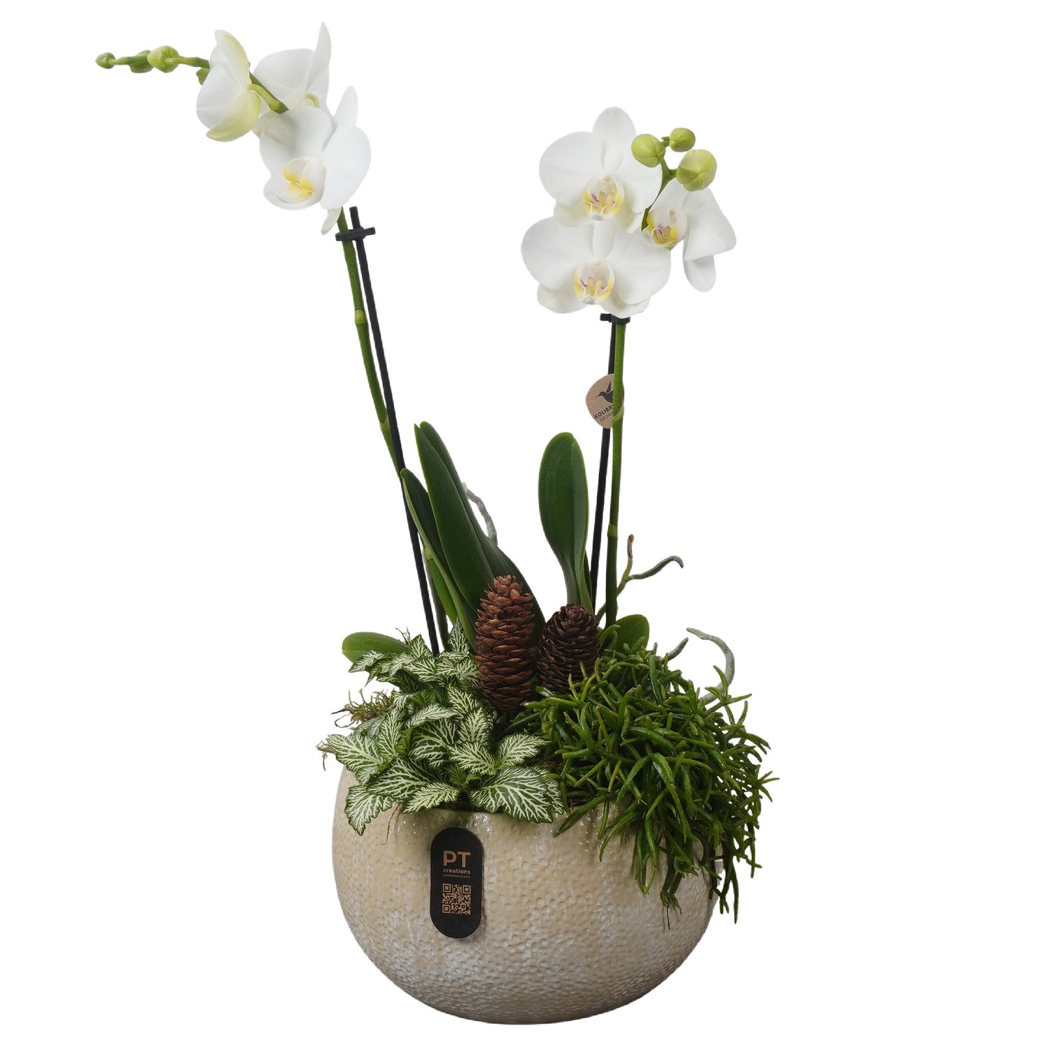 PTPAE1703 Arrangement Phalaenopsis Autumn Exclusive in keramiek schaal, D 19 cm