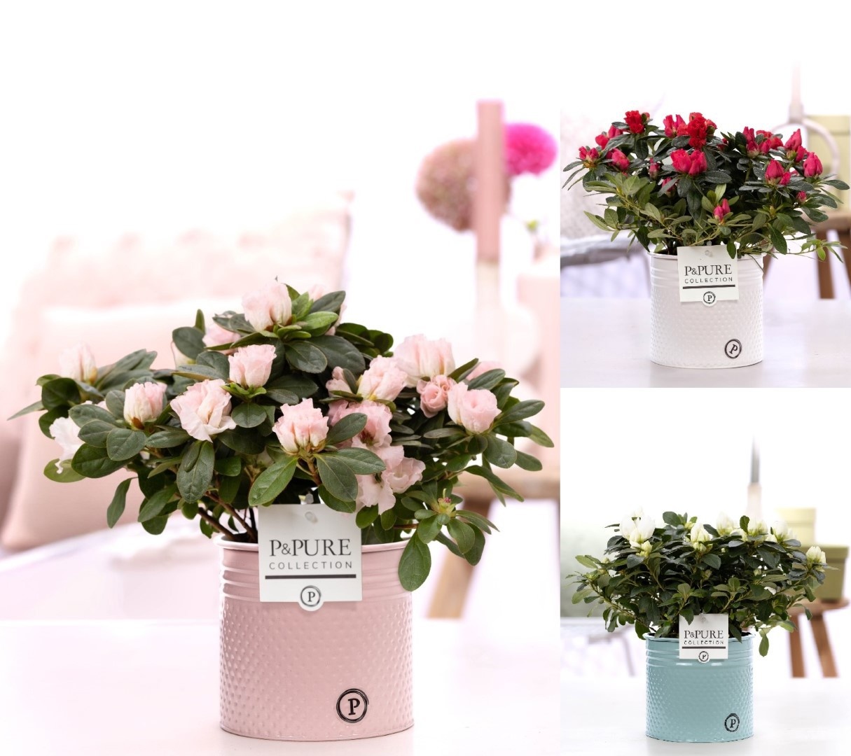 1st class Azalea mix in P&PURE zinc pot Louise 4 ass., D 12