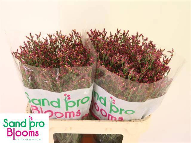 Лимониум Скарлет Даймонд 70, шт.