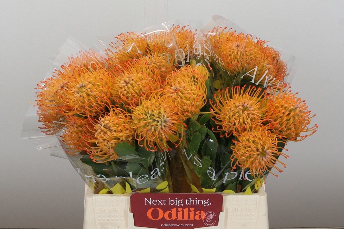 Нутанс Айоба Сан 40, шт.