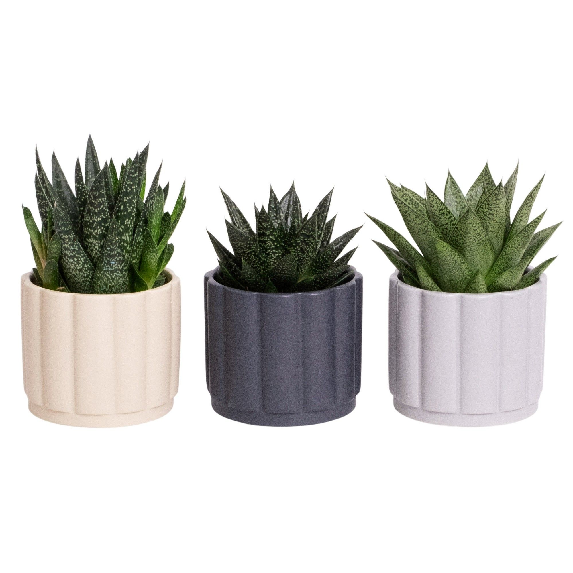 Sway with Succulent mix, D 9