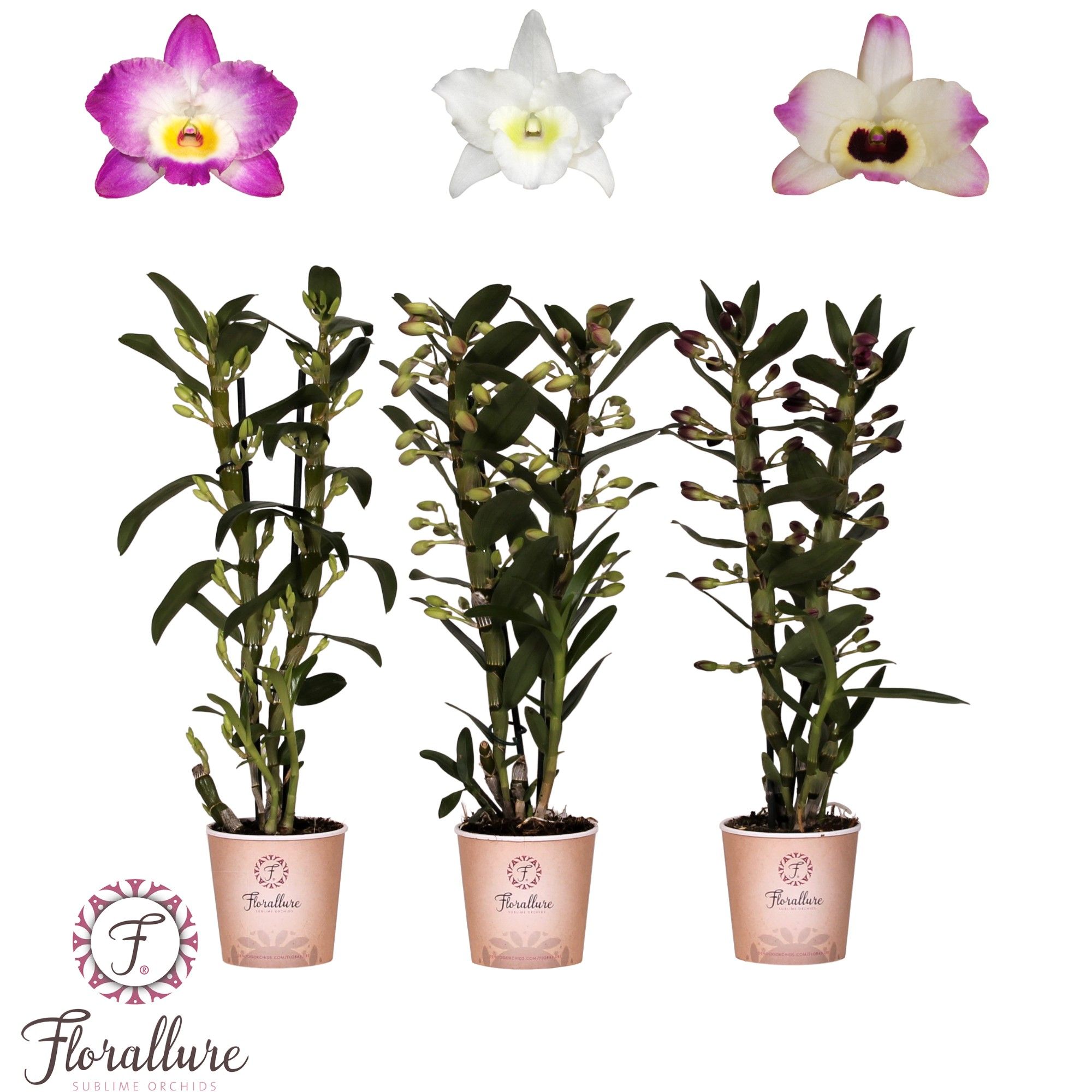 Dendrobium Nobile Mix 2 stam 16+ tros Florallure, D 12