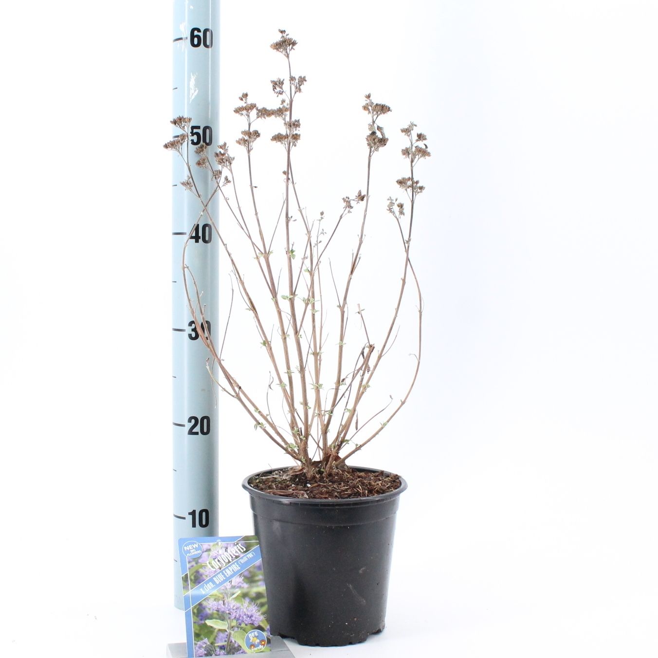 Caryopteris cland. Blue Empire ('Elst33'PBR), D 17