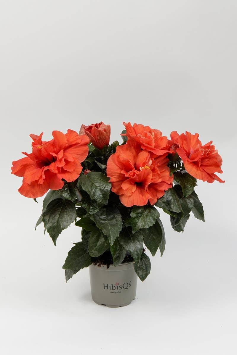 HIBISCUS ROSA SINENSIS 'ADONICUS DB.ORANGE' 2-3 takk, D 13