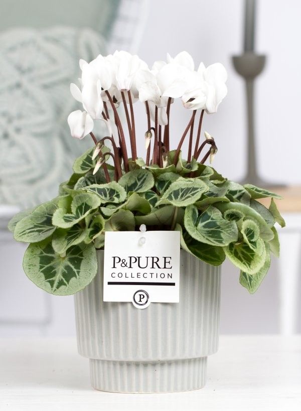 Cyclamen SS Picasso Wit in Ivy Ceramics PC, D 15 cm Cyclamen SS Picasso Wit in Ivy Ceramics PC, D 15 cm