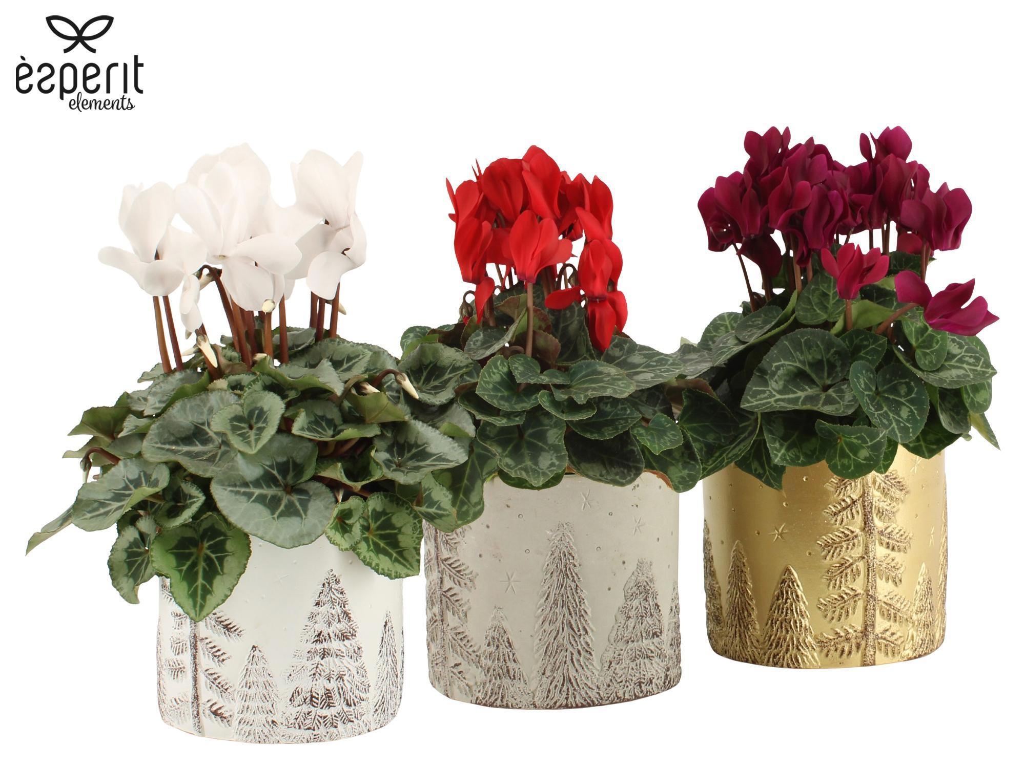 6501325: Solutionss X-mas, D 10,5