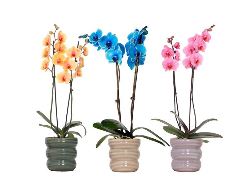 Stoneware p12 Liam mix Phal I am mix 2T14+, D 12