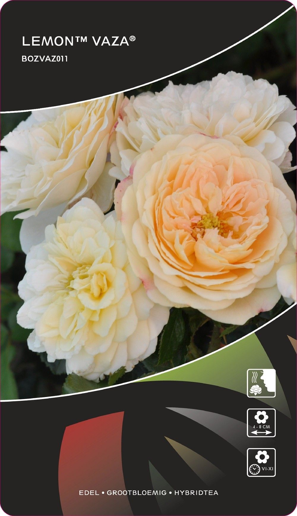 Rosa (TH) Lemon™Vaza®, D 17