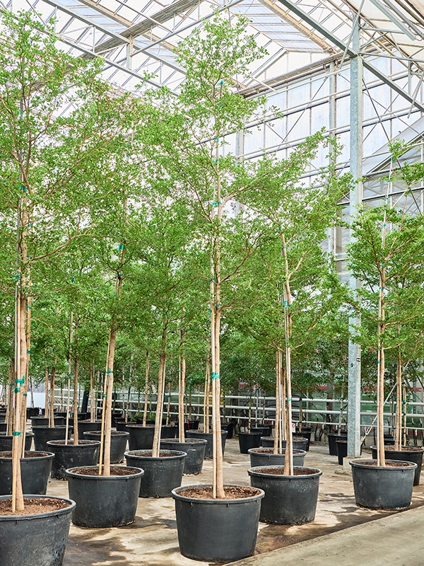 Bucida buceras 'Shady Lady' (450-500), D 85