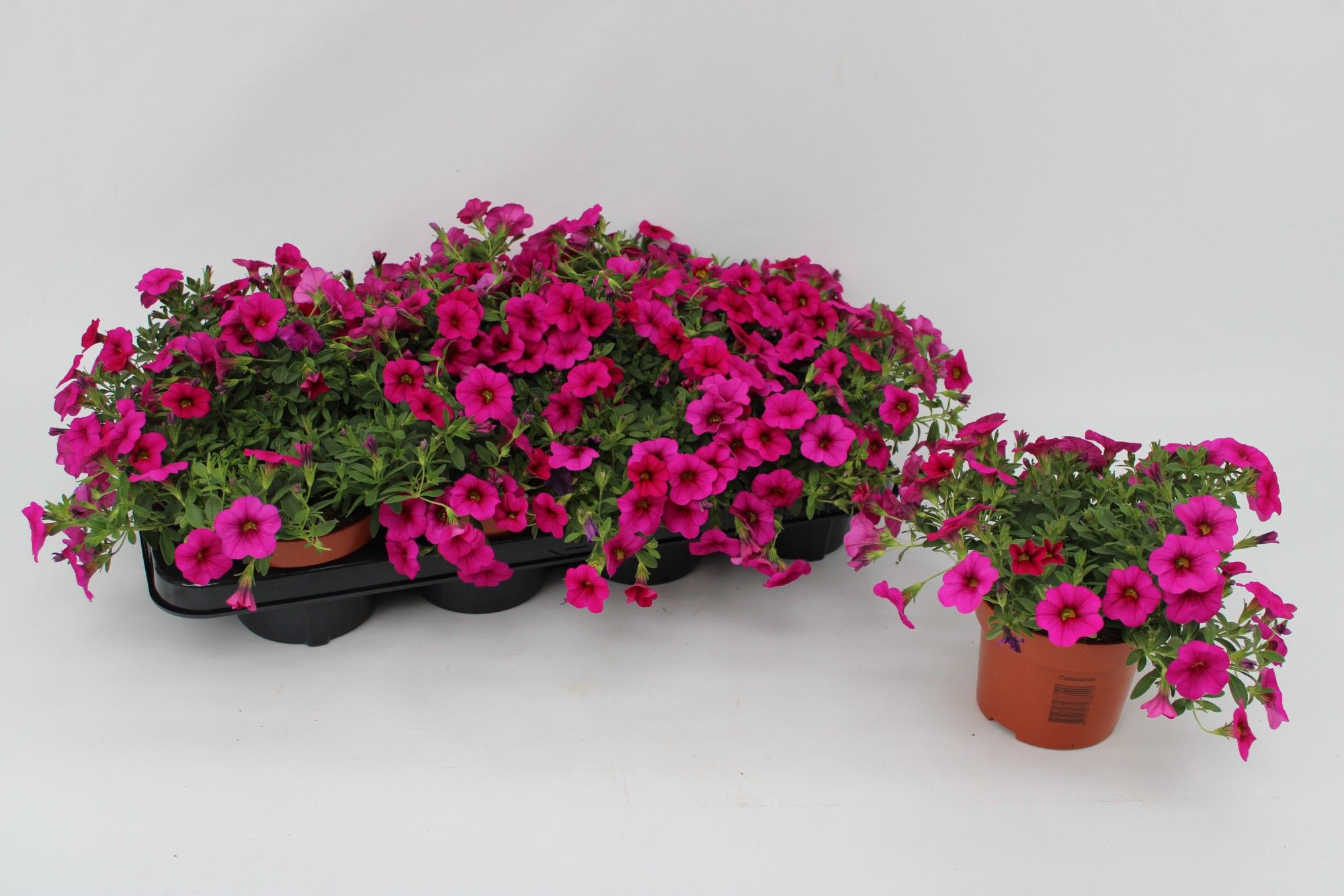 Calibrachoa Pink 13cm, D 13