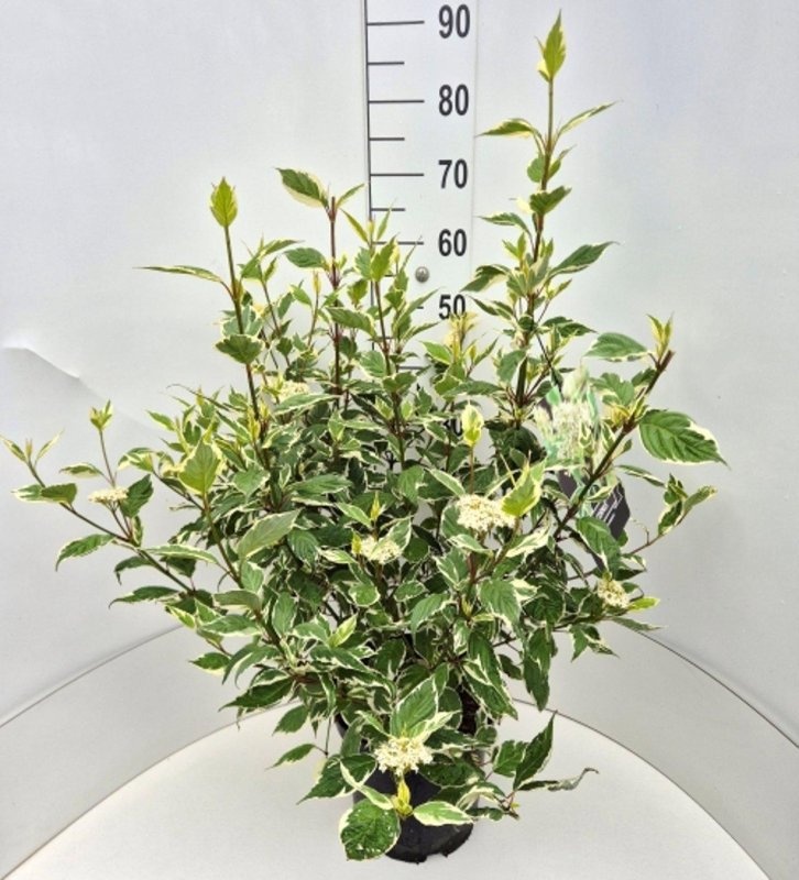 Cornus alba 'Sibirica Variegata', D 29