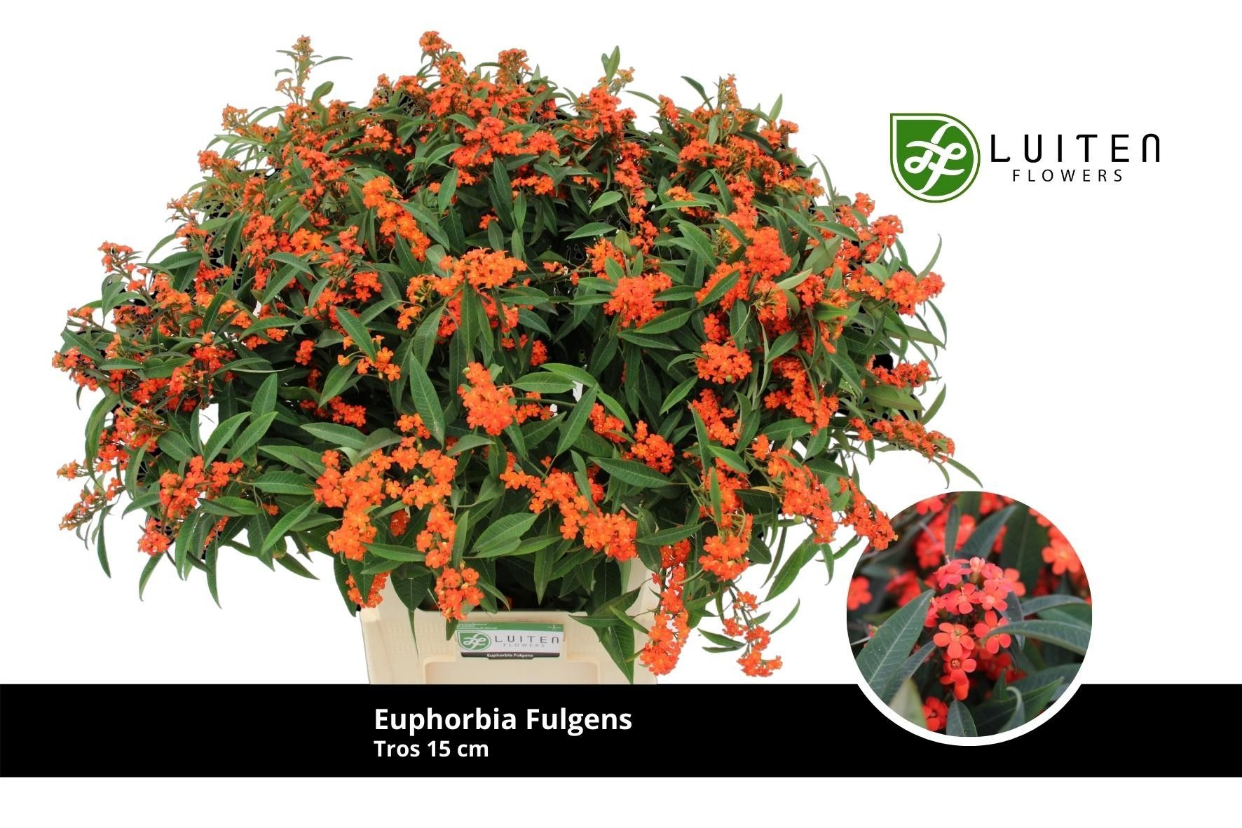 Эуфорбия куст. Квин Оф Оранж 80, шт.