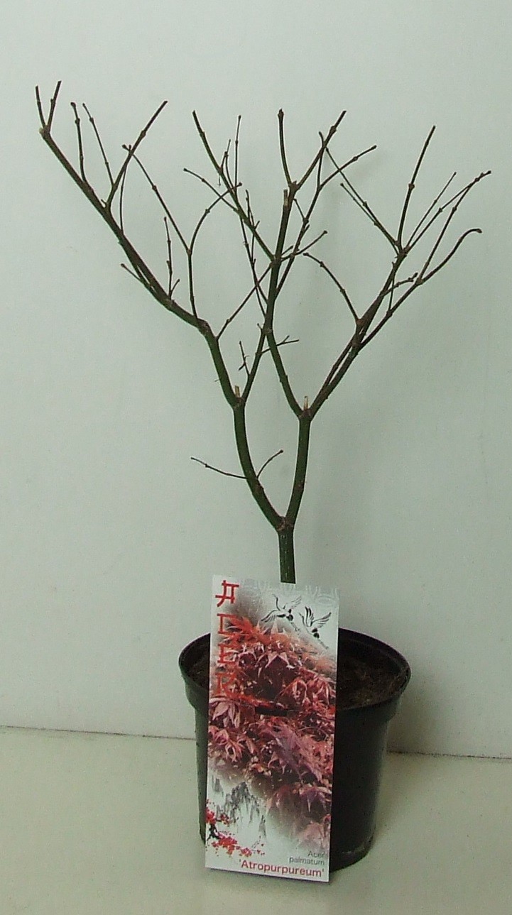 Acer palmatum 'Atropurpureum' P19, D 19