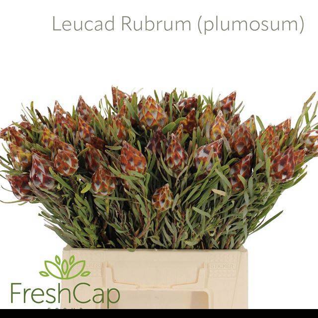 Леукадендрон Рубрум 40, шт.