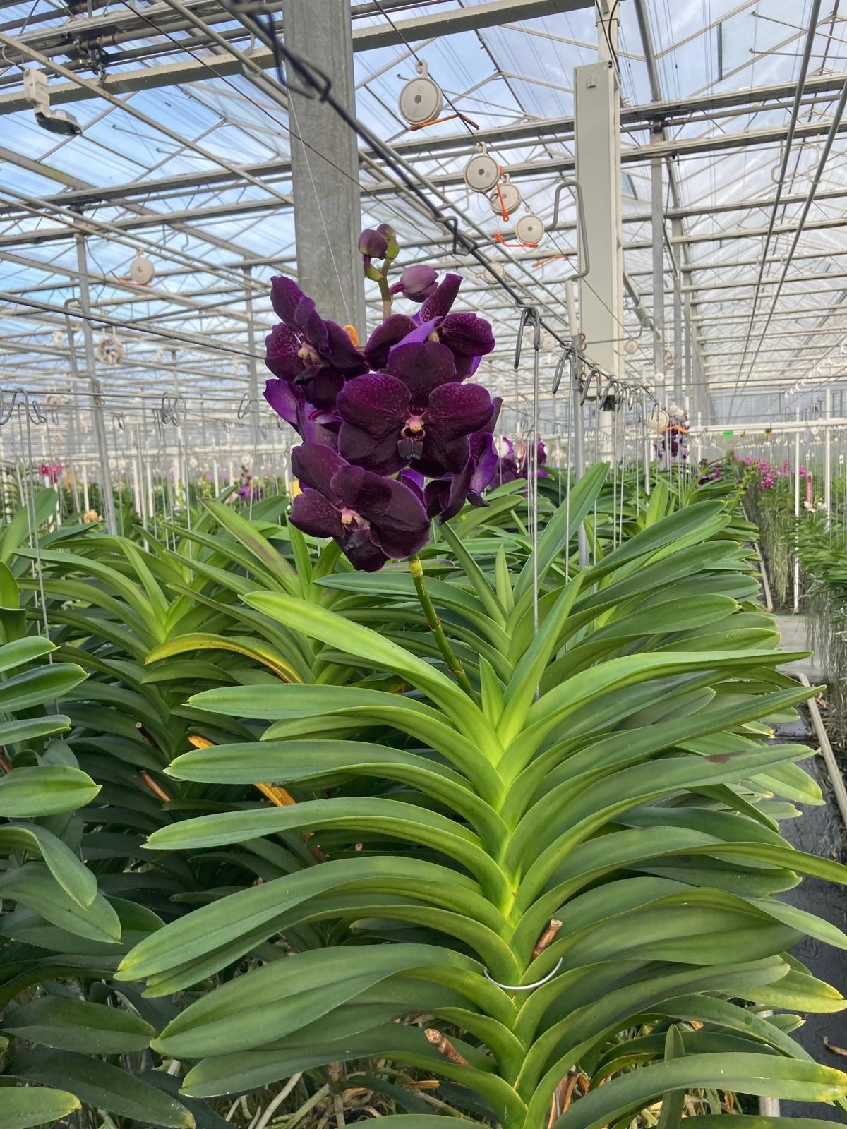 Vanda Velvet Blackberry XXL, D 19