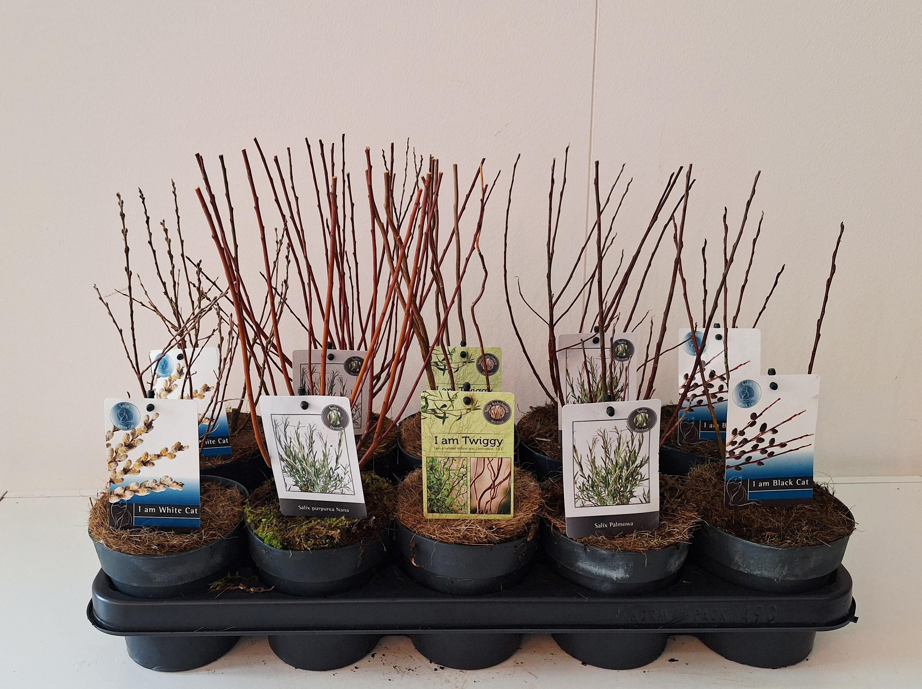 Salix mix bush p12 concept, D 12