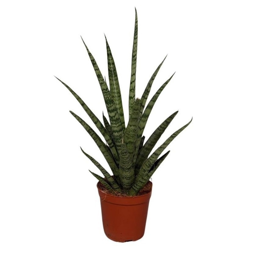 Sansevieria Punky, D 12