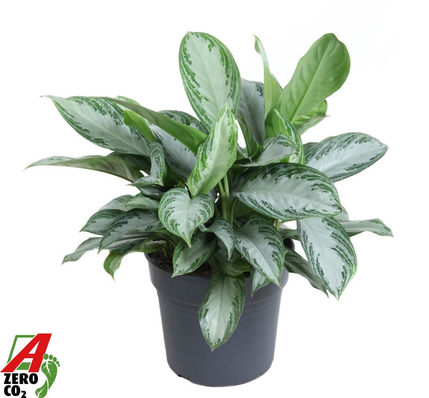 Aglaonema Silver Bay, D 34