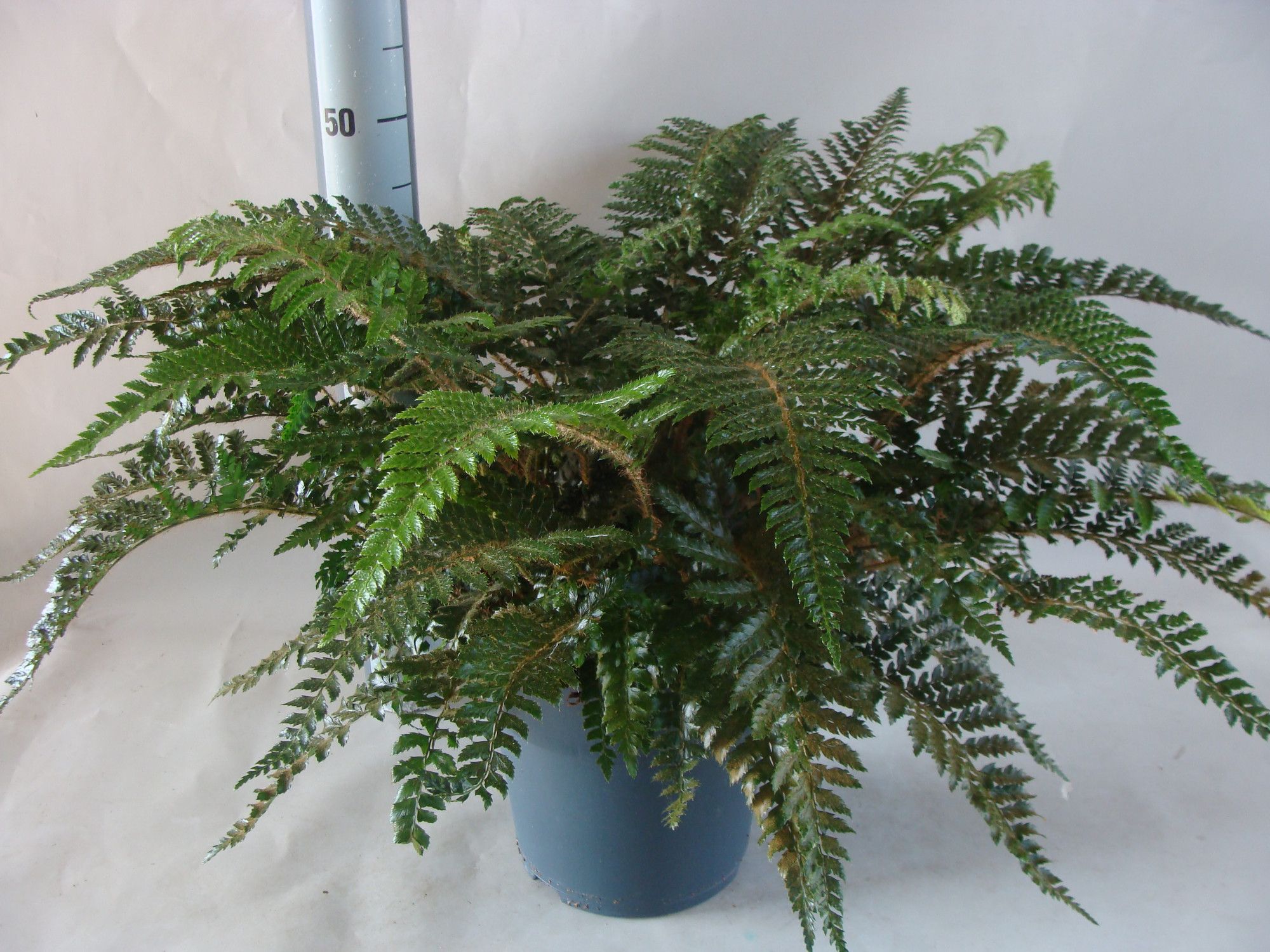 Asplenium Polystichum polyblepharum 5, D 24