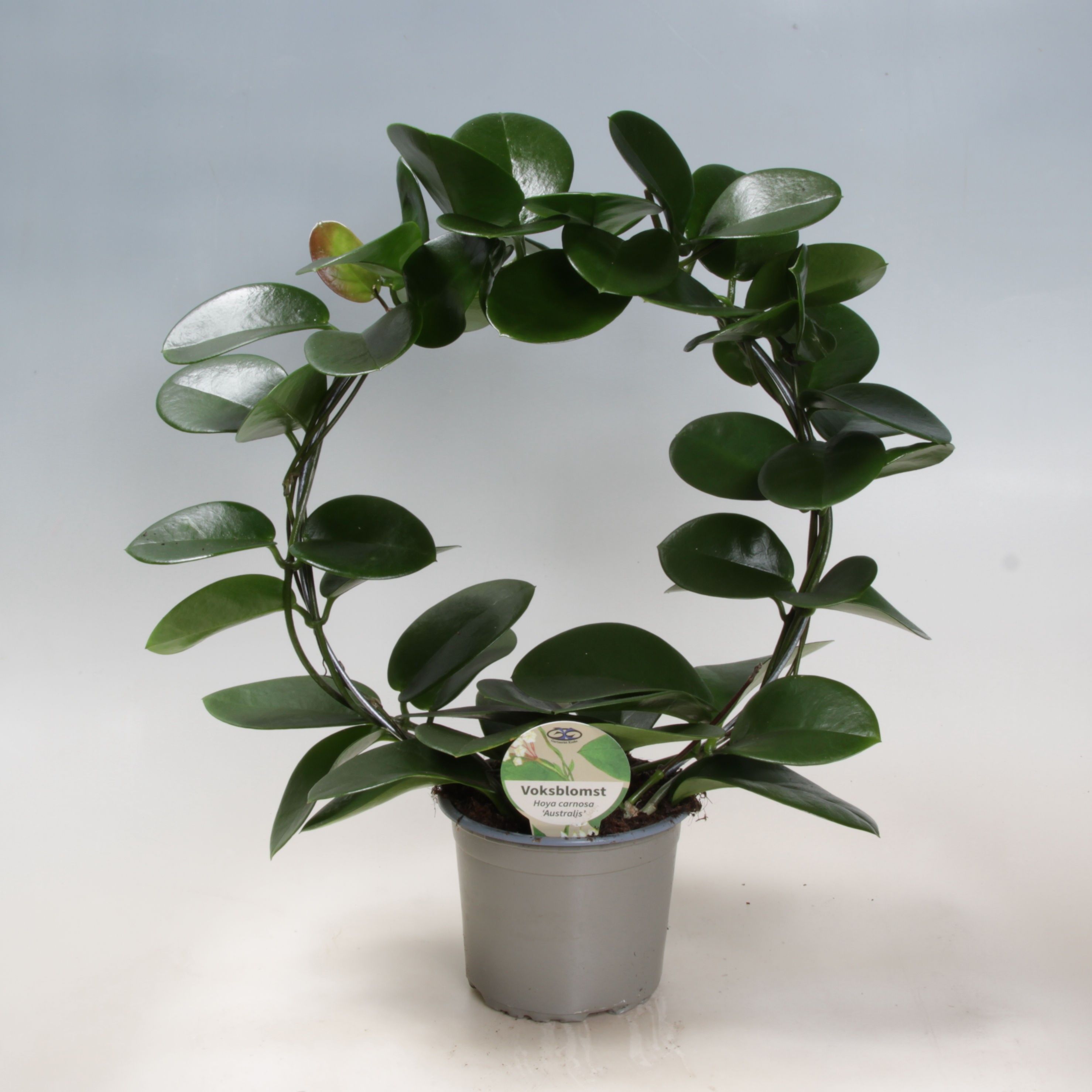 Hoya Australis Boog 12 cm, D 12 cm Hoya Australis Boog 12 cm, D 12 cm