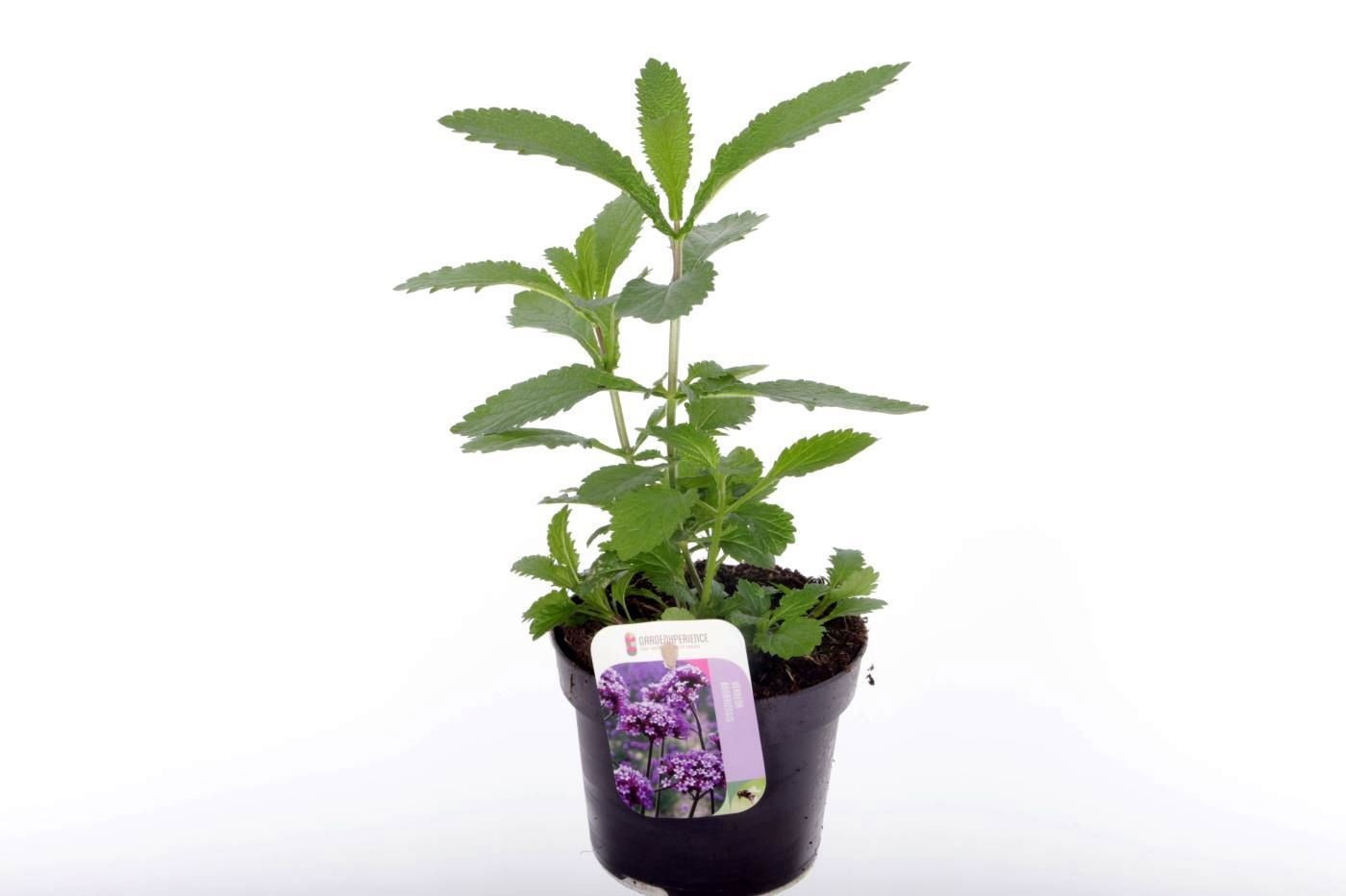 Verbena bonariensis Violet Blue, D 13 cm