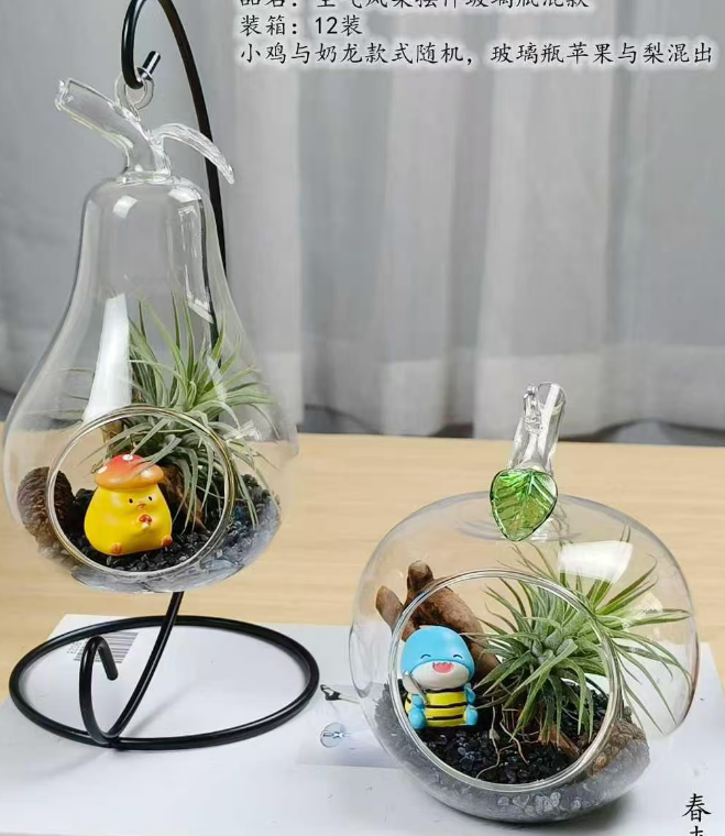 Ананас комосус Аир Плант ин те Нью Тайп оф Гласс Боттле 9 10