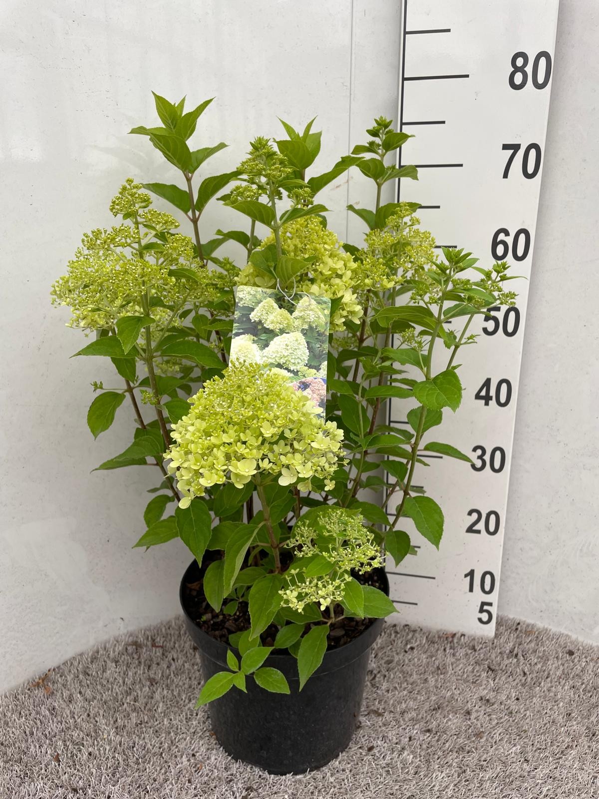 Hydrangea pan. Limelight 50 cm P26, D 26 cm