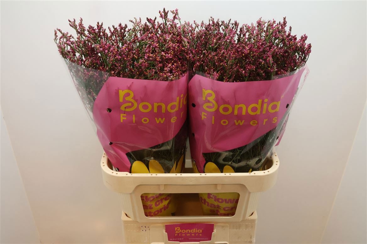 Лимониум Скарлет Даймонд 80, шт.