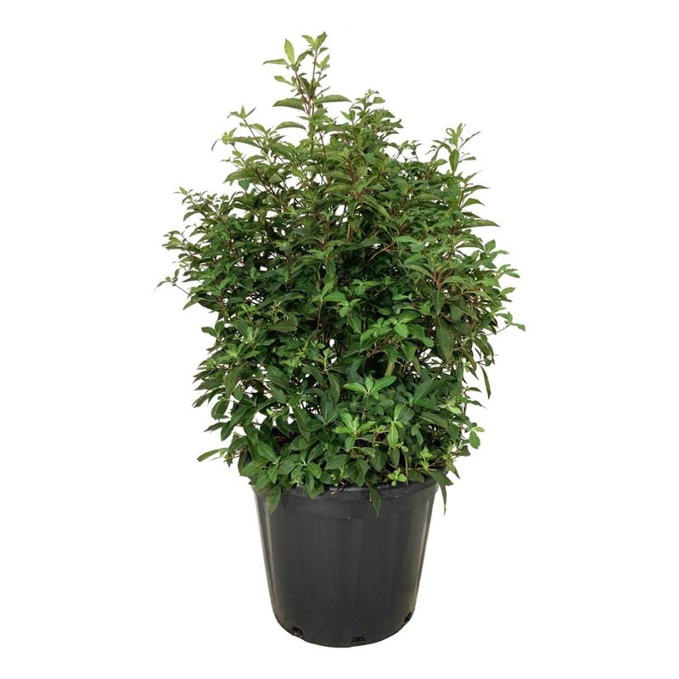 Clethra barbinervis, D 40 cm